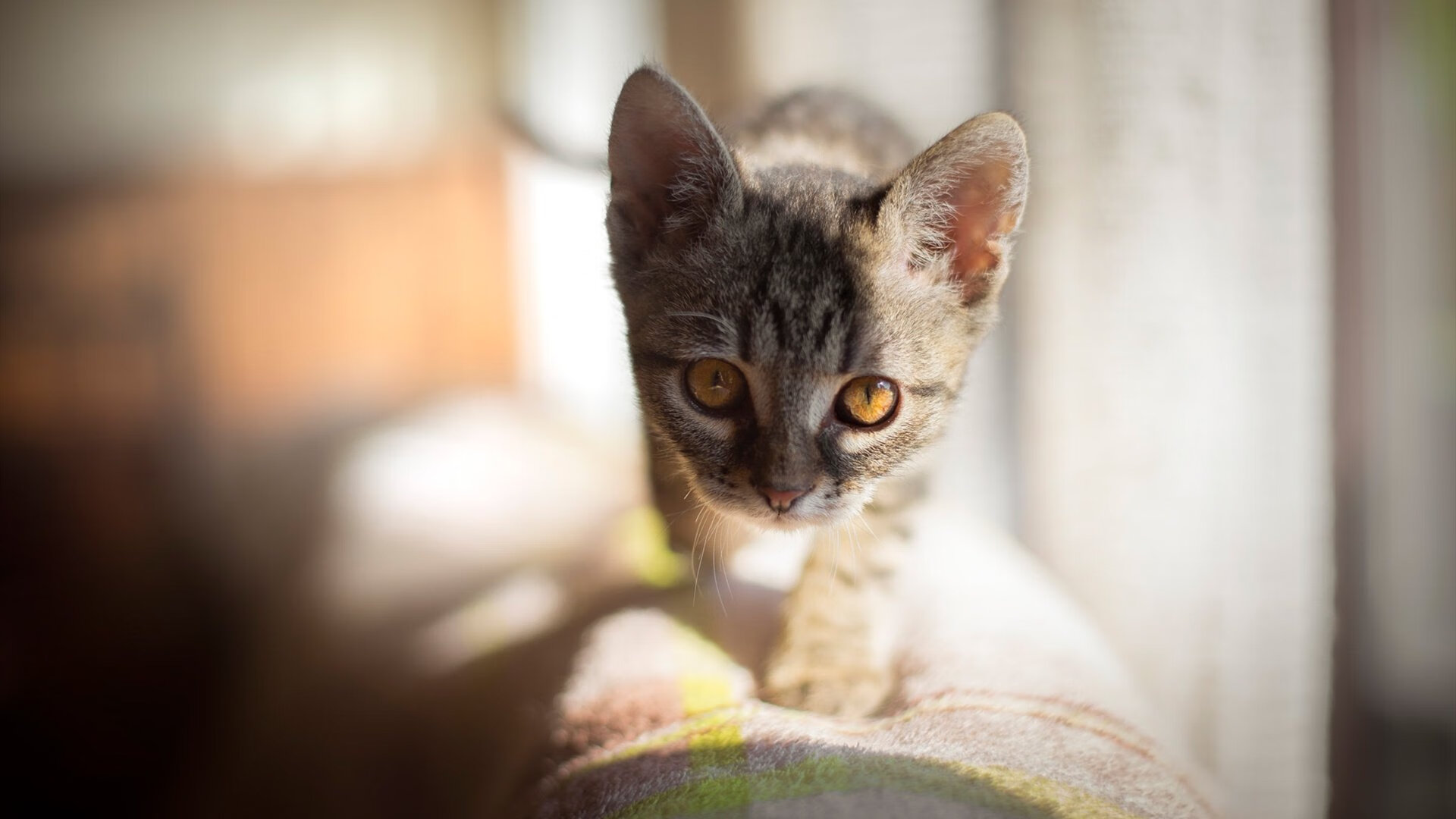 _滑索体验新高度:冒险者的极限挑战_,冒险者的能力极限