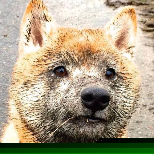 ASVEL球队实力持续增强，valve a队