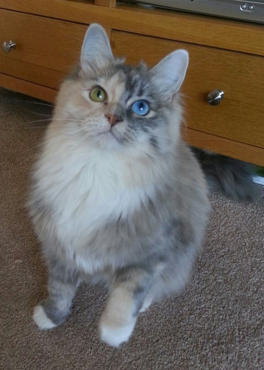 PSG.LGD阵容深度不断增强，psg lgd阵容