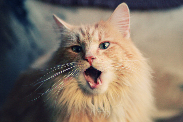 哥伦比亚队主场告负，主帅面临考验，哥伦比亚队大名单