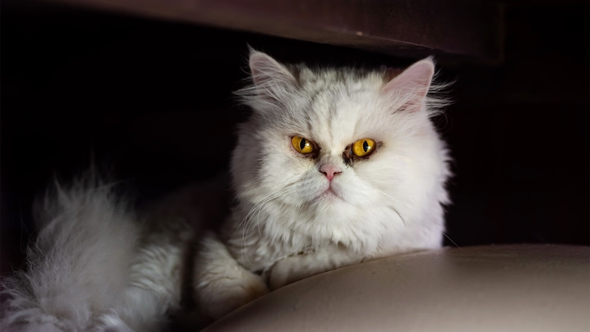 横滨水手防守稳健失球减少,横滨水手主力