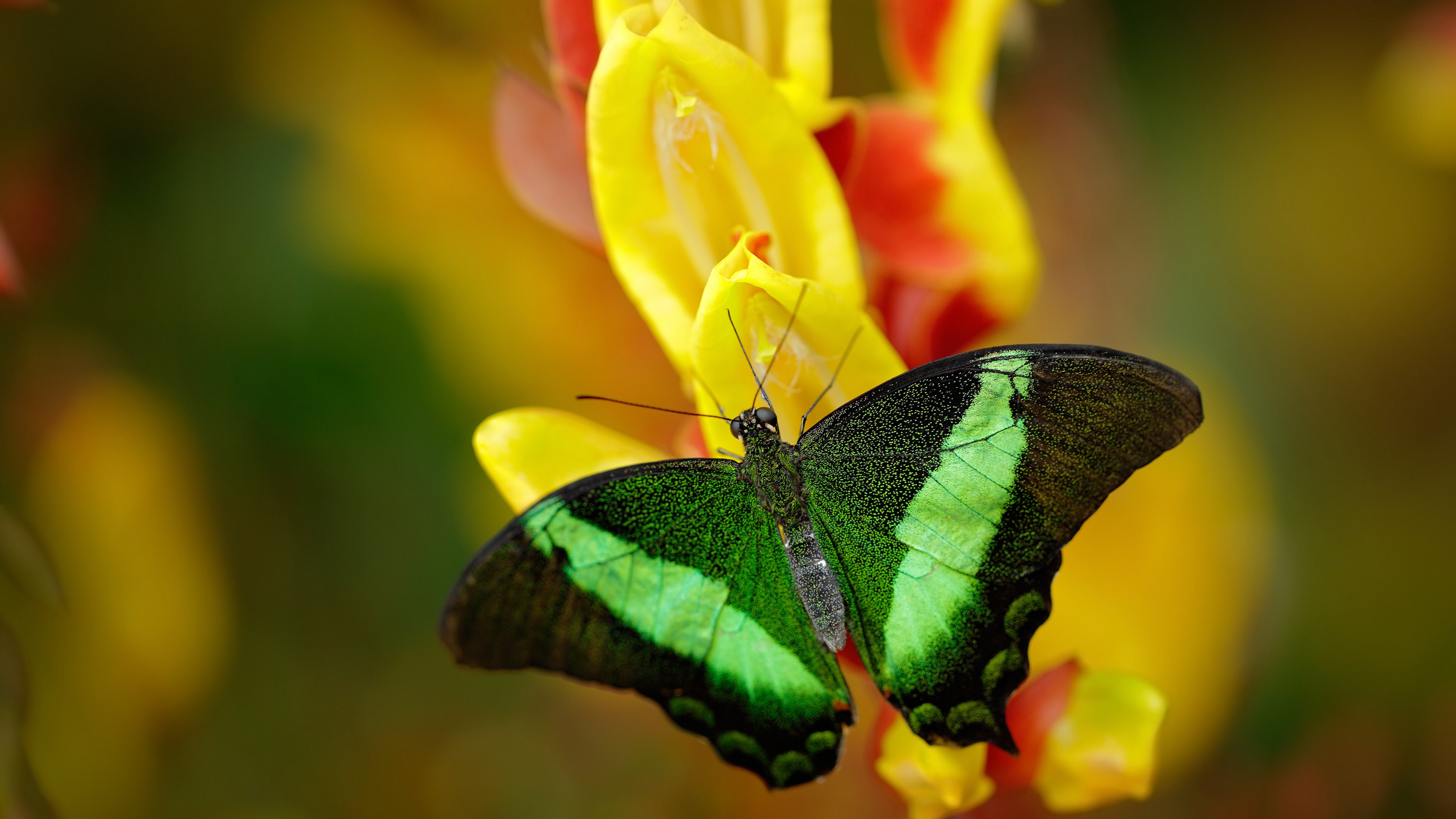 爱游戏app下载-皇家马德里连续五场联赛保持不败，皇家马德里2020