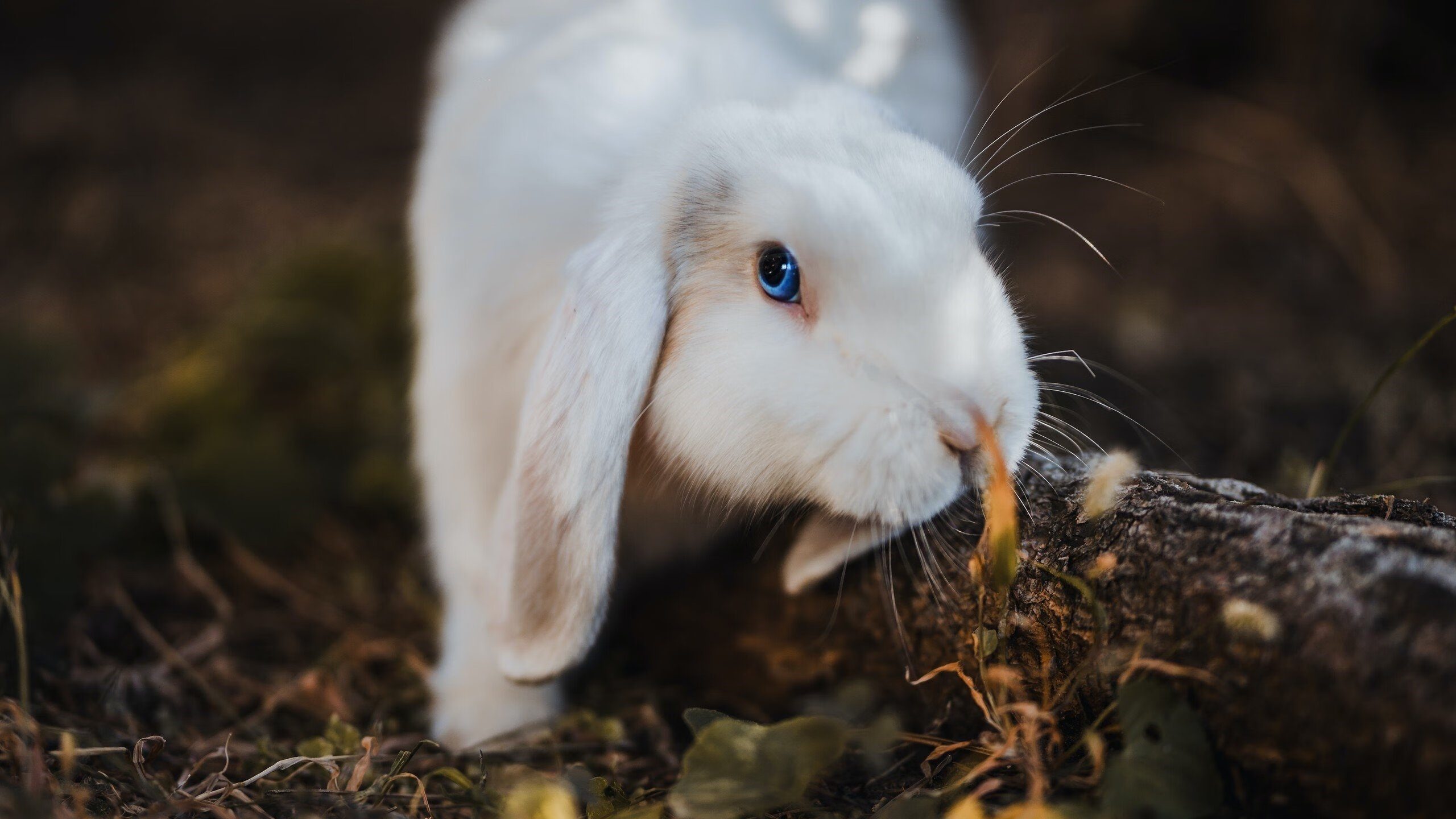 爱游戏-足球赛事战绩喜人，球员技术精益求精，足球比赛术语大全