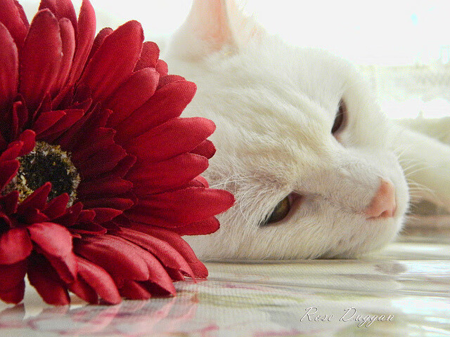 中超球队边路战术调整路径可视追踪，中超边后卫