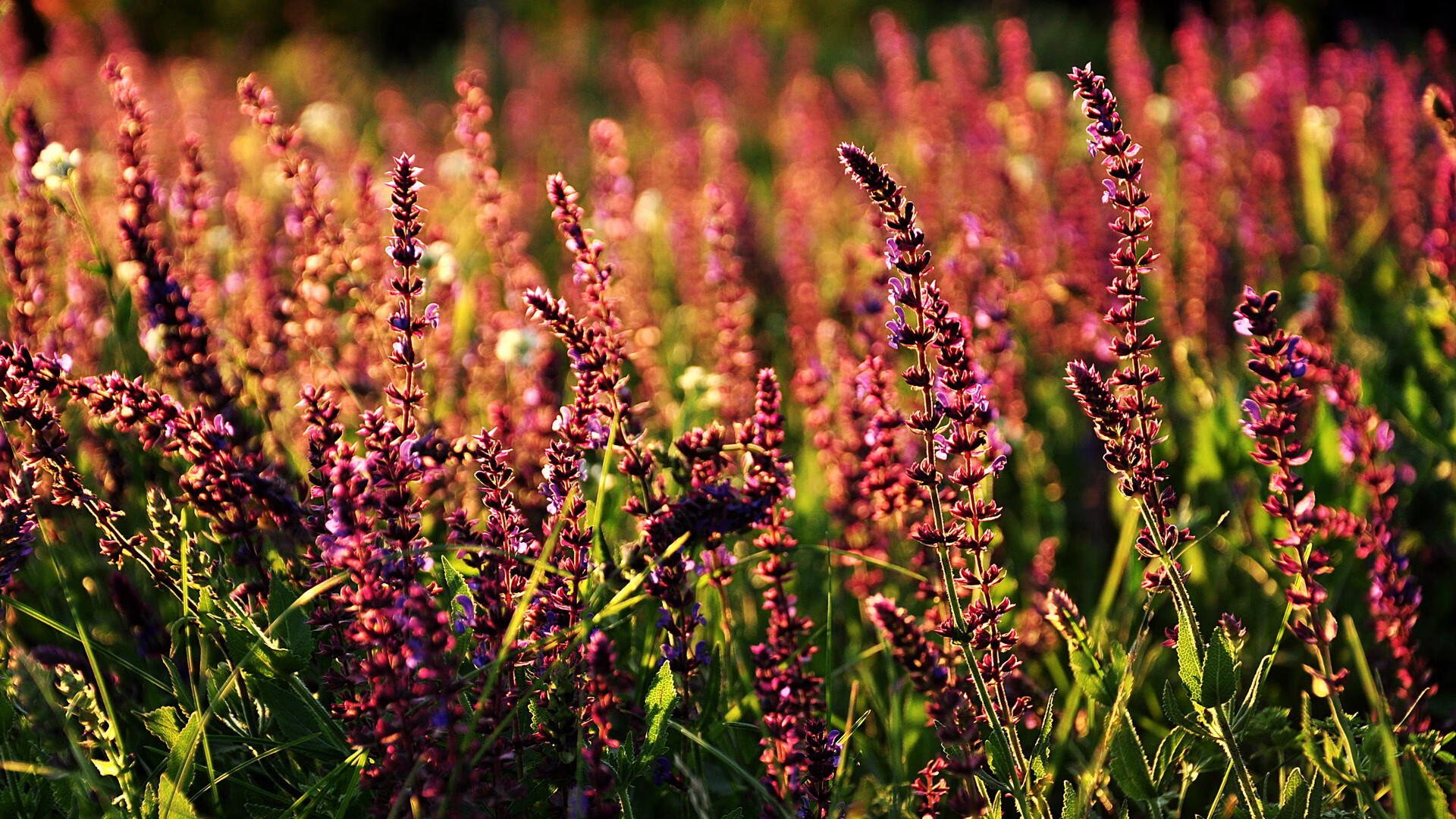 爱游戏-联赛升降级：悬念冲刺的关键战役盘点，联赛升降级制度