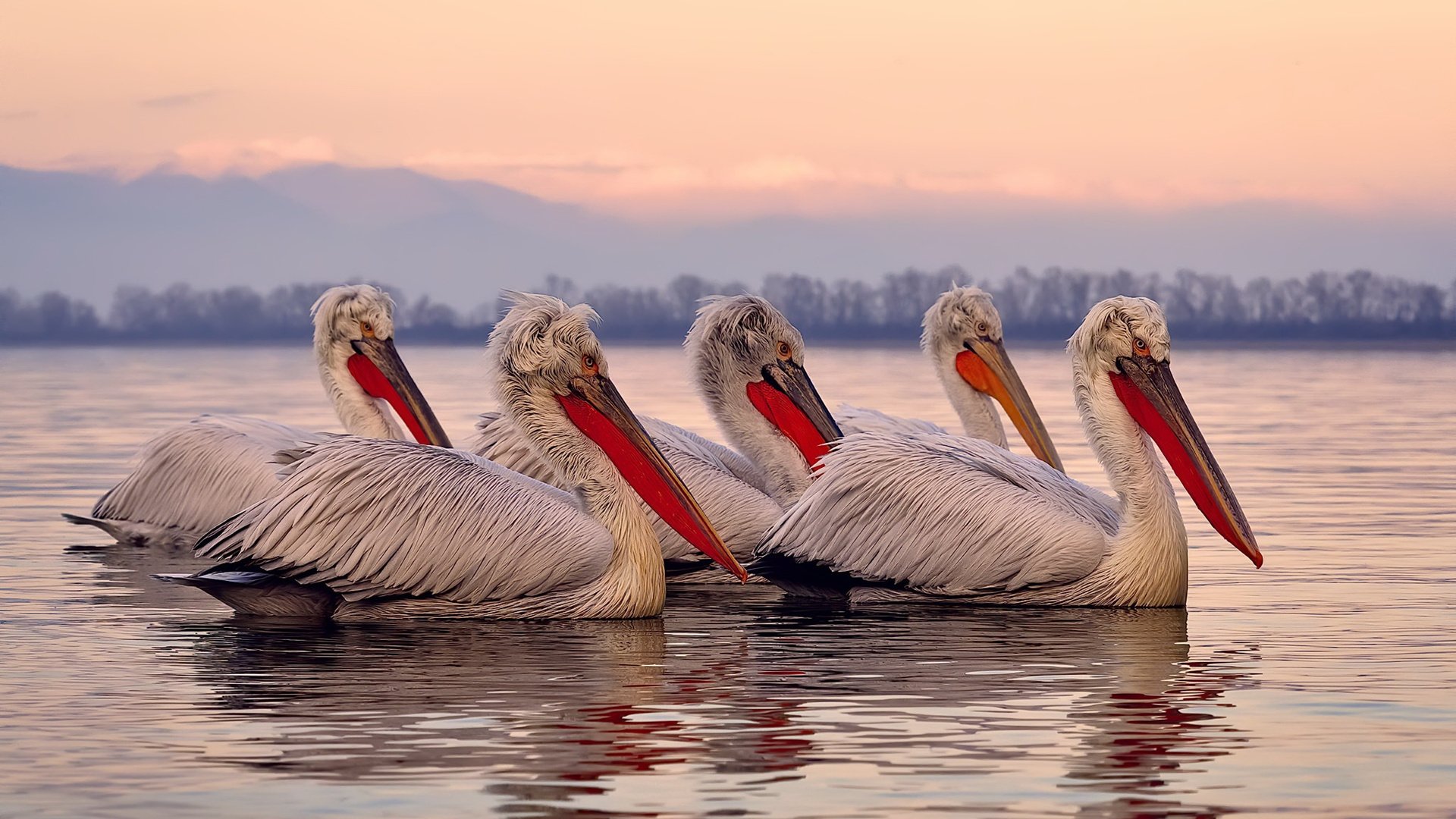 爱游戏app下载-比利时男篮在欧洲预赛中奋勇前行，冲冠亚军，比利时男篮3v3